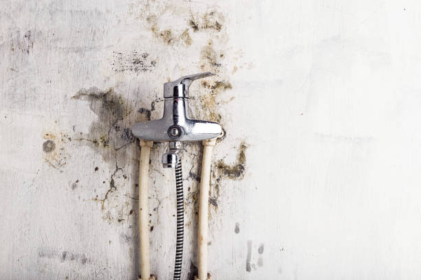 Best Health and Safety Mold Remediation in Stone Park, IL