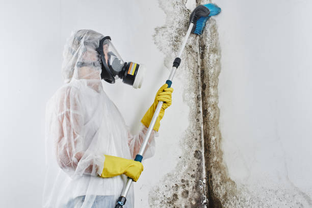 Best Kitchen Mold Remediation in Stone Park, IL