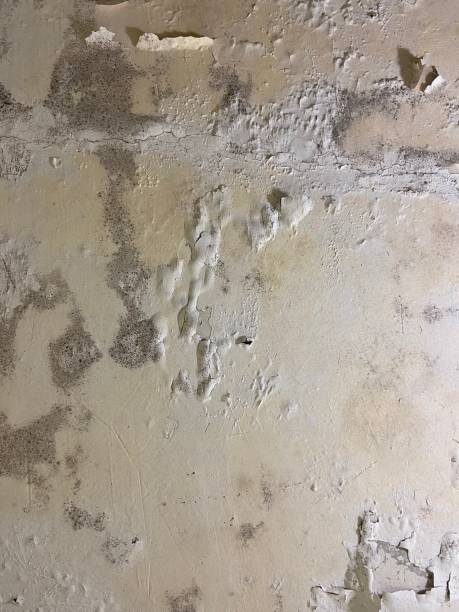 Best DIY Mold Remediation Support Services in Stone Park, IL