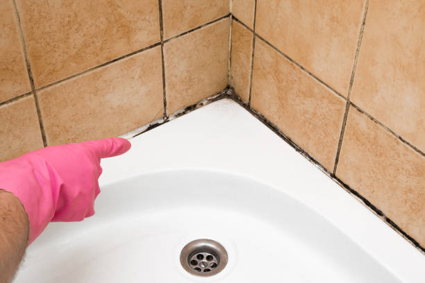 Best Localized Mold Remediation (e.g., coastal areas, humid climates) in Stone Park, IL